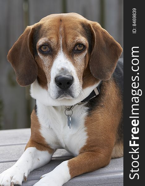 A Beagle