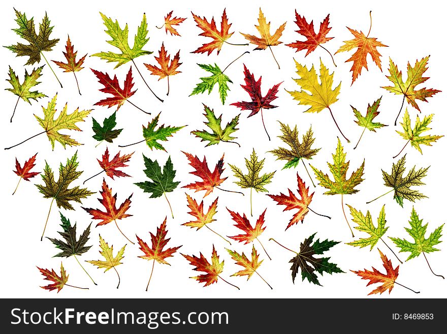 Many autumn leaves isolated on white background. Many autumn leaves isolated on white background