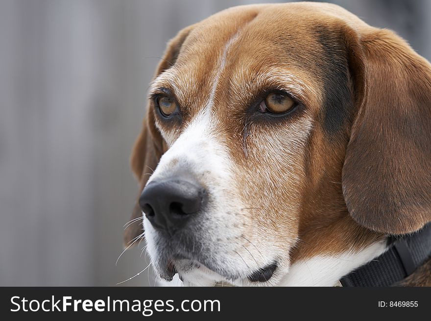 Beagle