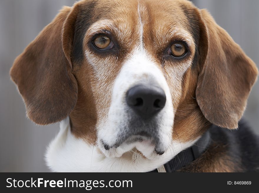 A cute picture of a young beagle. A cute picture of a young beagle