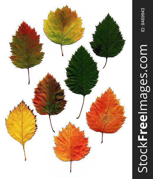 Many different autumn leaves isolated on white