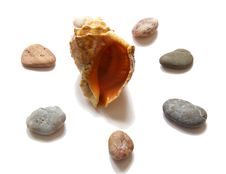 Sea Cockleshell And Stones. Royalty Free Stock Images