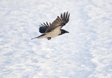 Raven In Flight Royalty Free Stock Photo