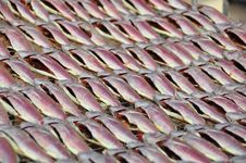 Dried Fish Royalty Free Stock Photos Dried Fish Royalty Free Stock Photos