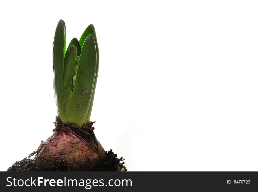 Hyacinth isolated on white - seasonal flower