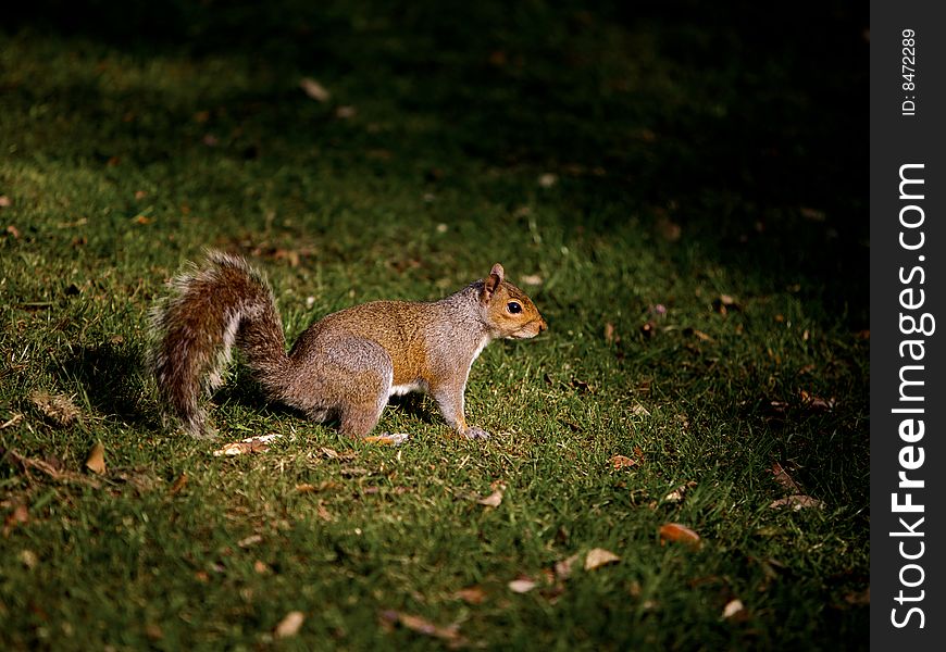 Grey Squirrel on the grass standing in the sunlight. Grey Squirrel on the grass standing in the sunlight