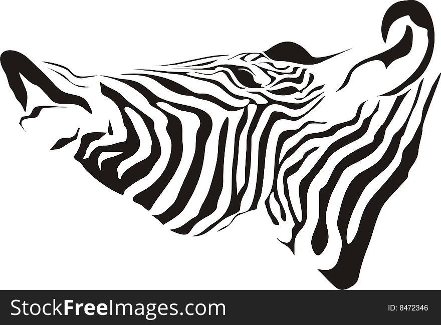Head of a zebra on a white background