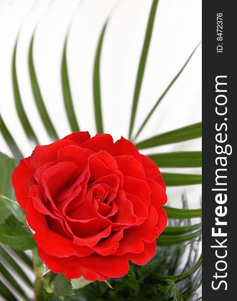 Bright red single rose over white background. Bright red single rose over white background