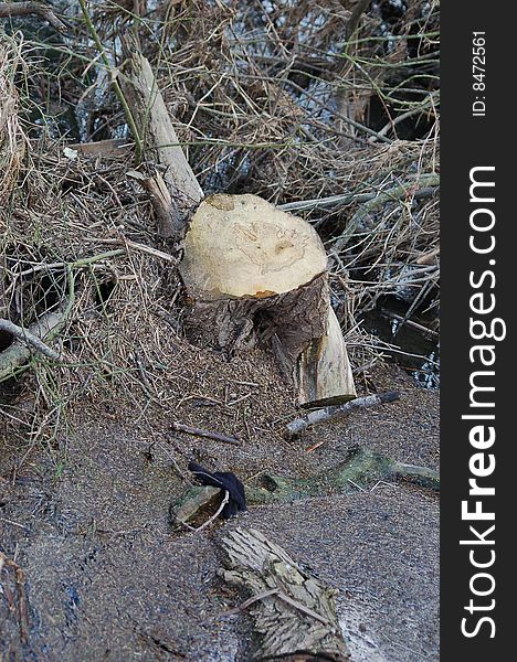 Polluted river bank in Dorset. Polluted river bank in Dorset