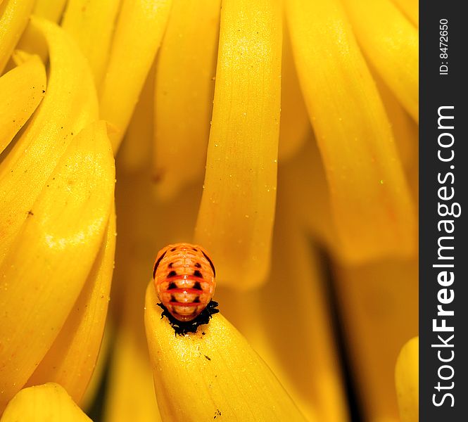 Lady Bug In Pupal Stage