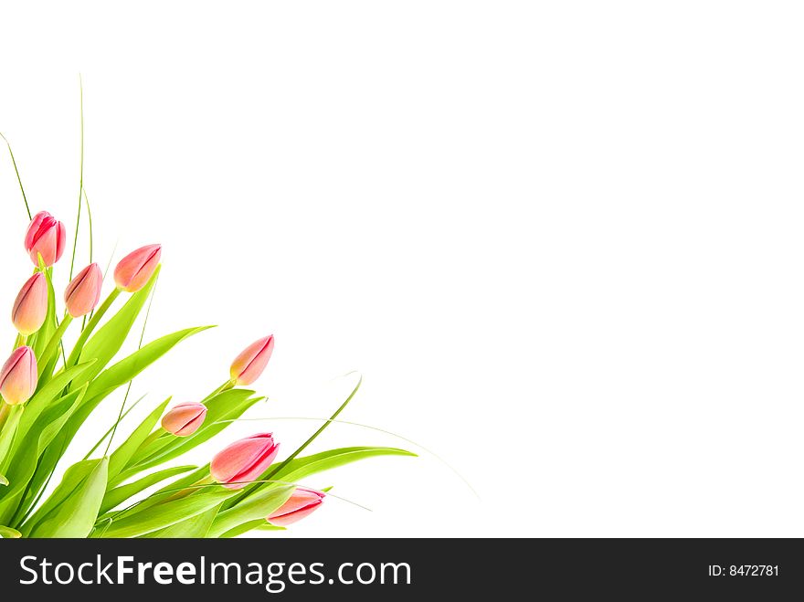 Bouquet of tulips isolated on white background