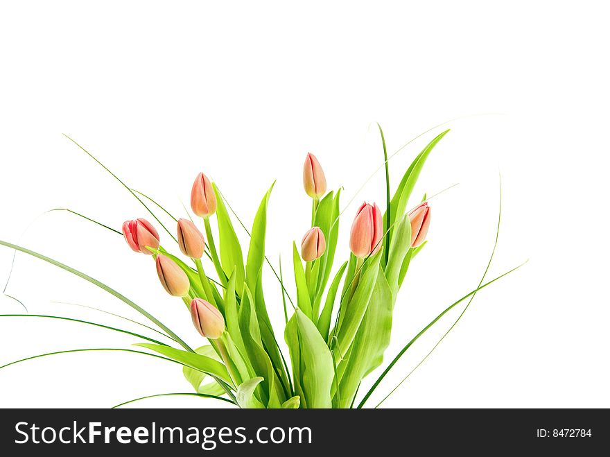 Bouquet of tulips isolated on white