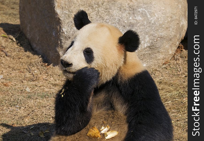 Panda Making a Mess at Panyu Zoo, China