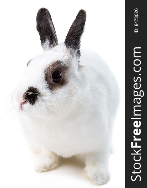 White rabbit isolated on white