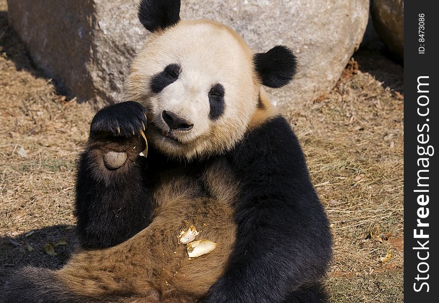 Panda Making a Mess at Panyu Zoo, China. Panda Making a Mess at Panyu Zoo, China