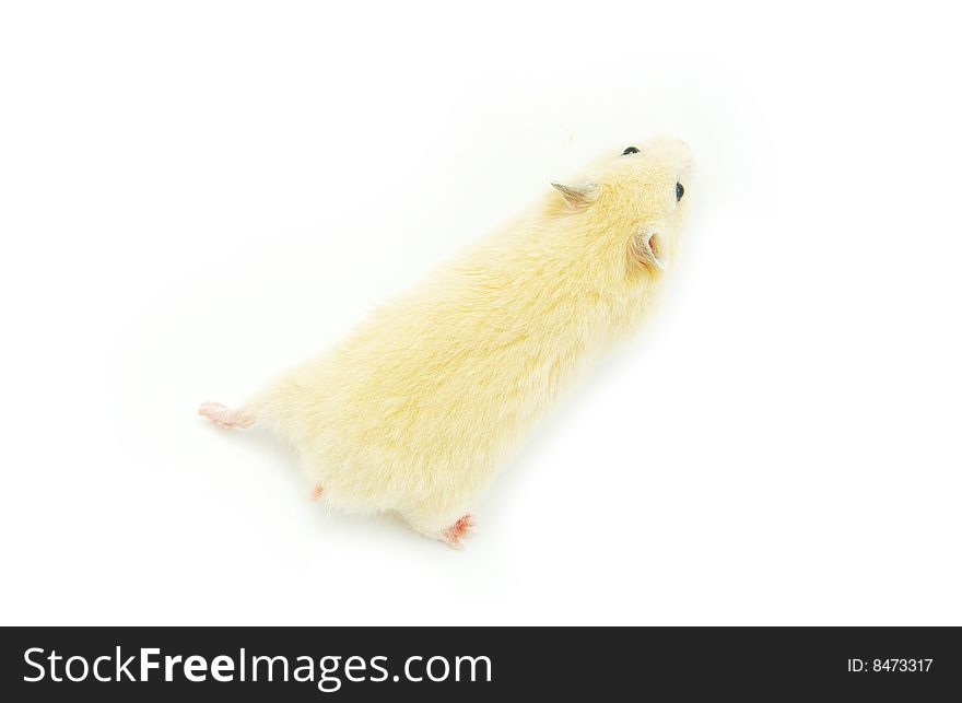 Hamster in front of a white background