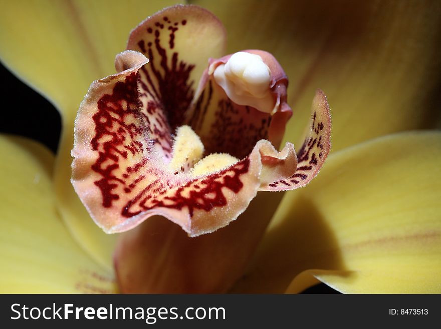 Close-up of nice yellow orchid on dark background. Close-up of nice yellow orchid on dark background