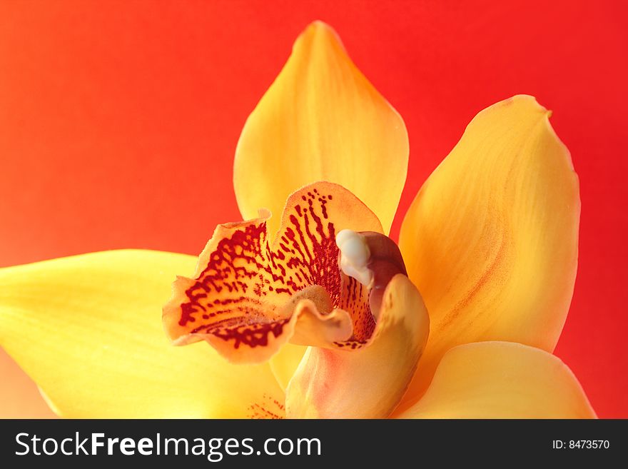 Close-up of nice yellow orchid on red background