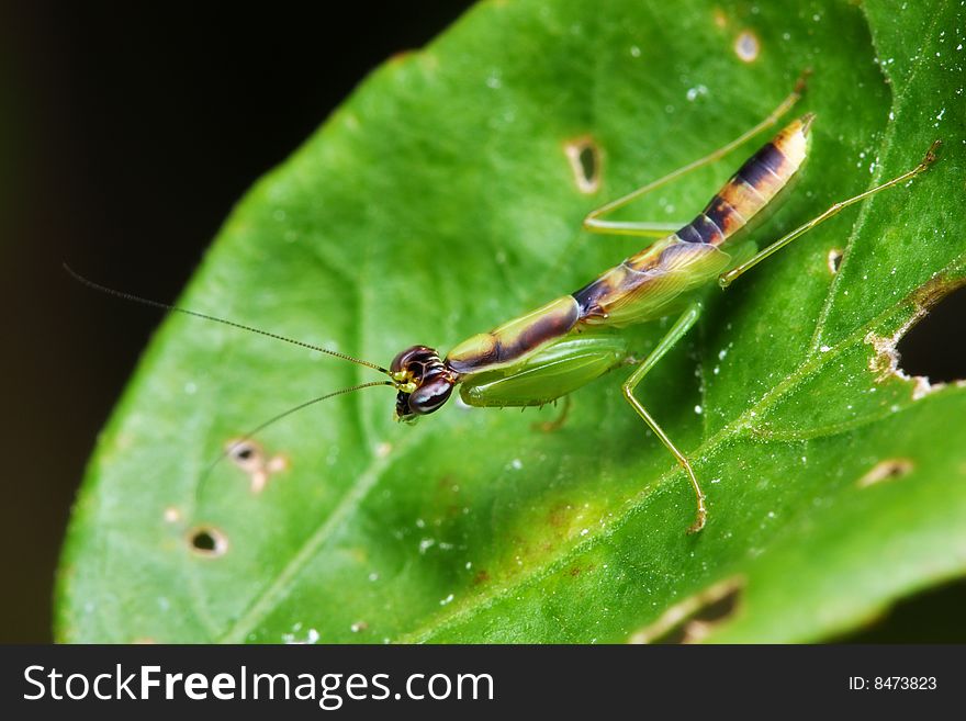 Close up of a mantis standing on green leaf.