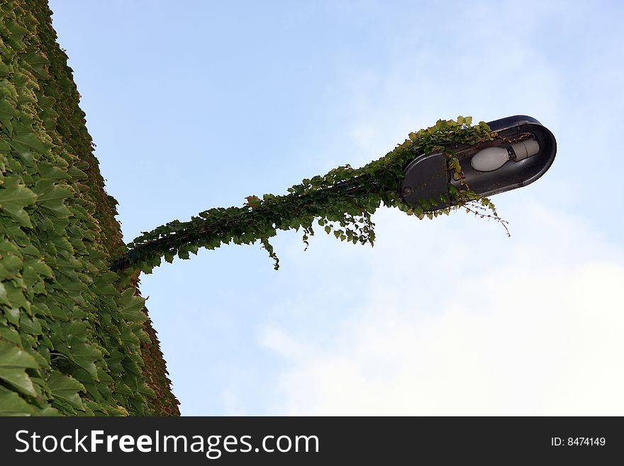 The lantern fastened to a wall has grown with a ivy. The lantern fastened to a wall has grown with a ivy