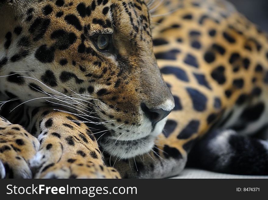 Portrait of jaguar