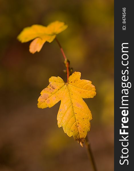 Autumn leaves, very shallow focus