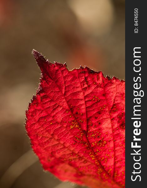 Red leaf with small depth of field