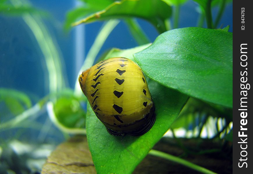 Neritina natalensis, Tiger a snail. Neritina natalensis, Tiger a snail