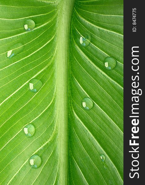 Tropical Leaf With Dew Droplets