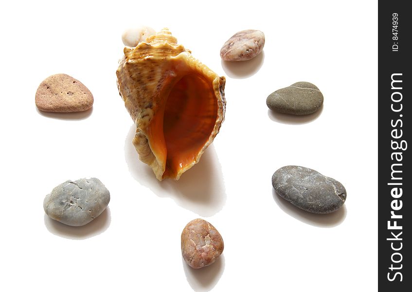 Sea cockleshell and stones.