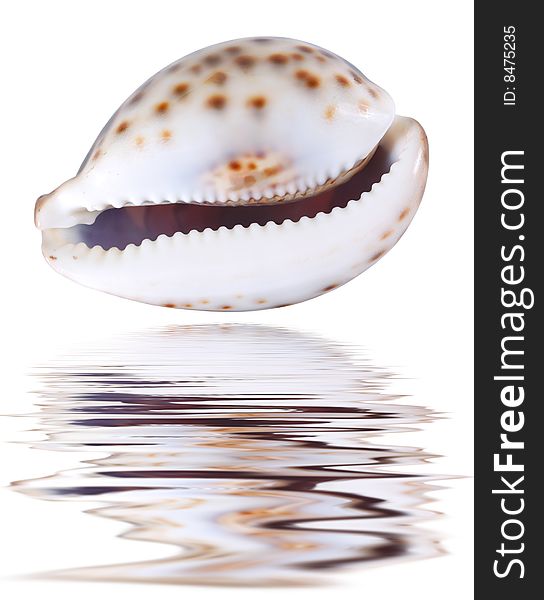 Big seashell. Isolated on white.