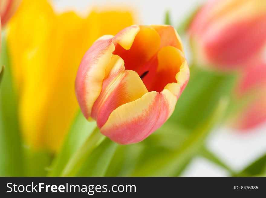 Beautiful tulip flower.(Close-up)