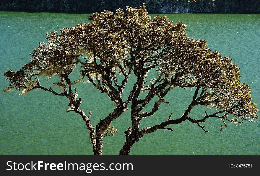 Tree with usnea alongside bita lake