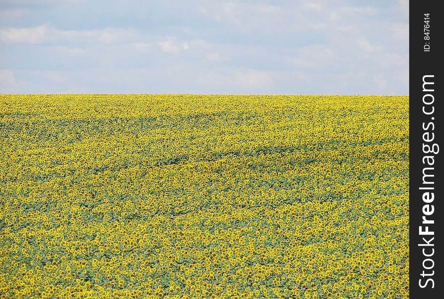 Sunflower field on cloudy blue sky