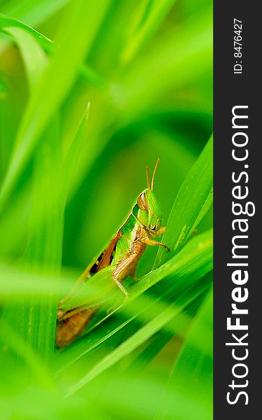 Grasshopper looking great in green grass.