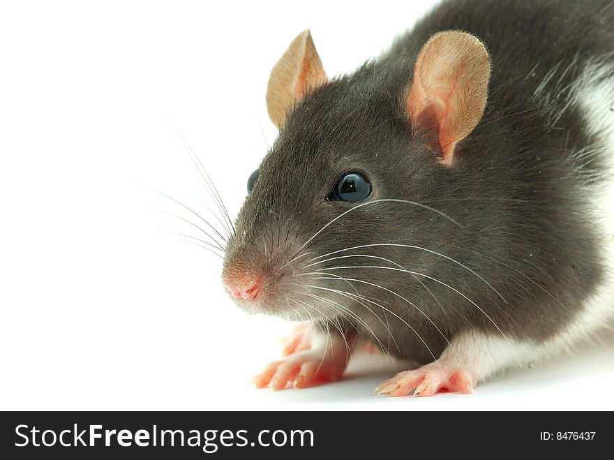 Rat isolated on a white background