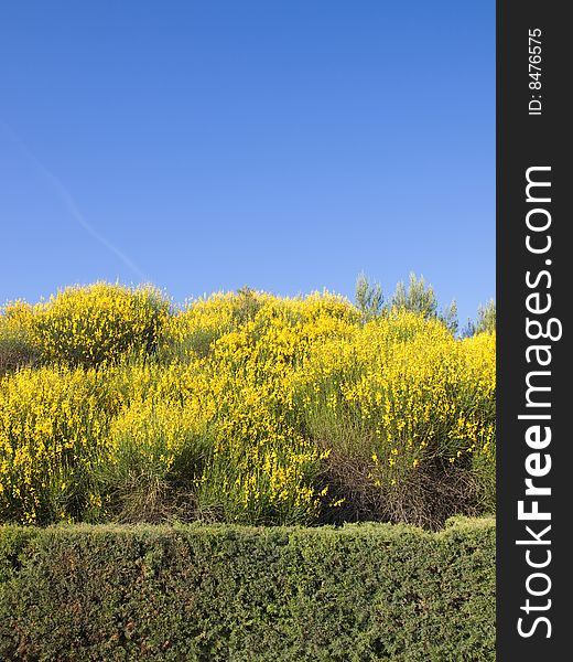 Scotch Broom in full bloom at spring. Scotch Broom in full bloom at spring