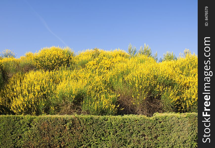 Scotch Broom in full bloom at spring. Scotch Broom in full bloom at spring