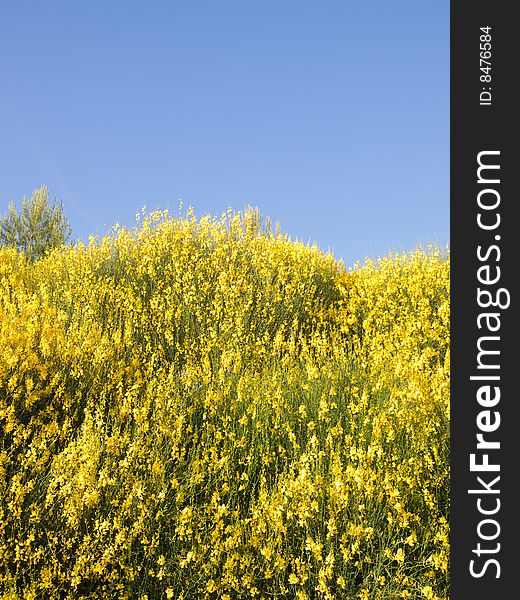 Scotch Broom in full bloom at spring. Scotch Broom in full bloom at spring