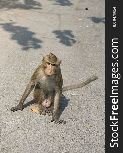 Green monkey on the road. Thailand.