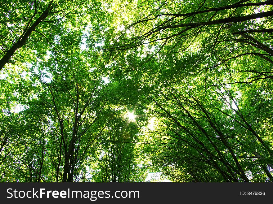 Trees in a  green forest in spring