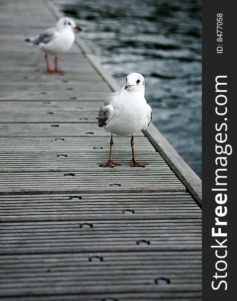 Two gulls on a footbrigde, one in back out of focus. Two gulls on a footbrigde, one in back out of focus