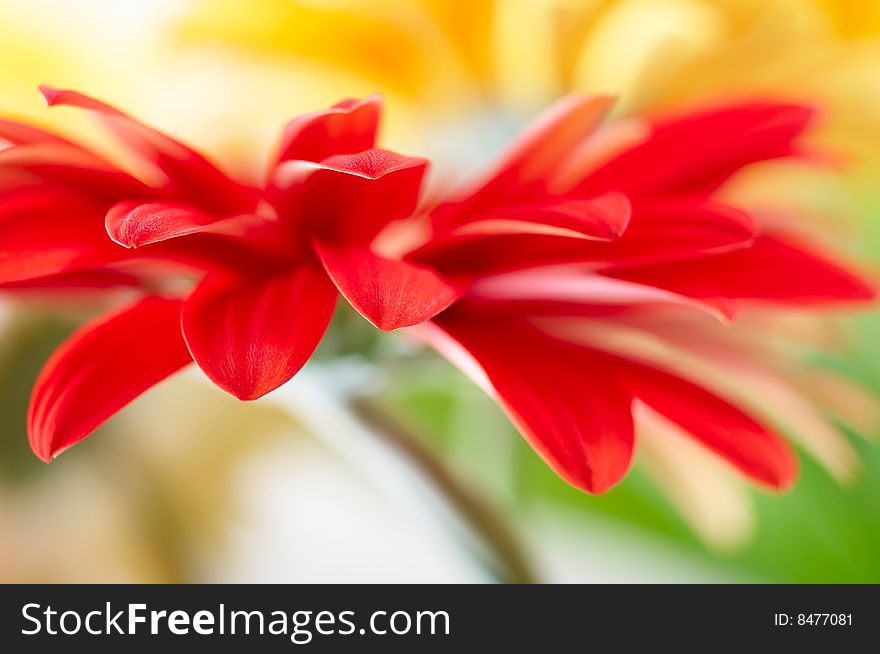 Closeup of red daisy-gerbera background