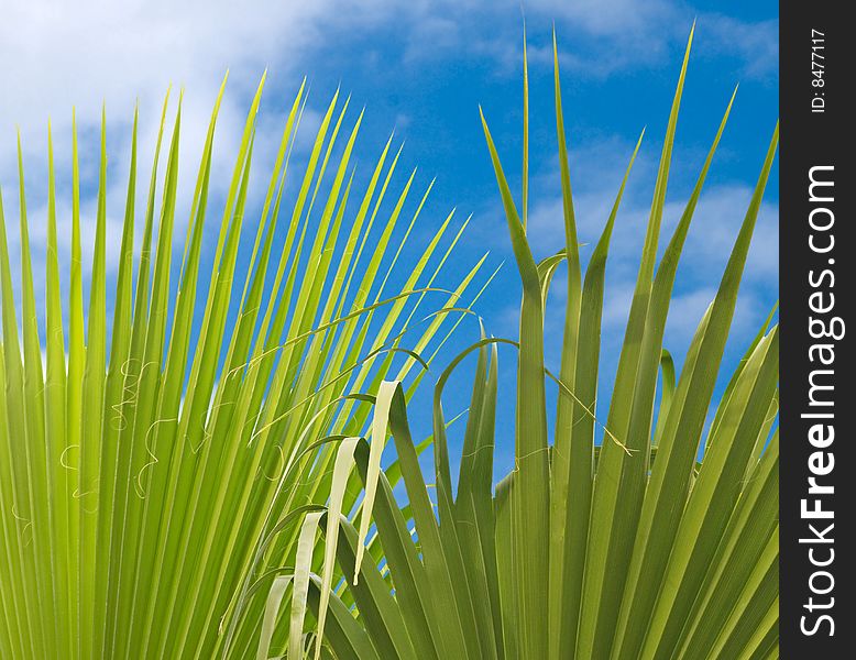 Palm leaves on sky background