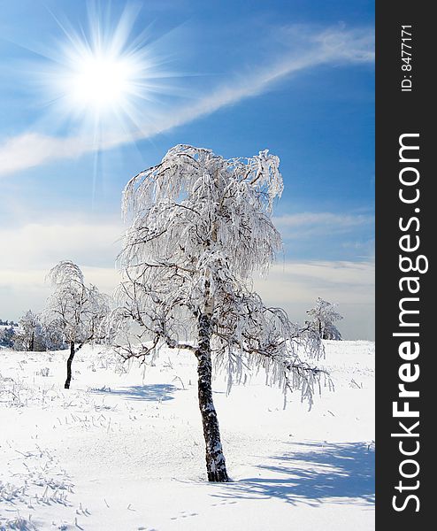 Winter tree on blue sky background with bright sun