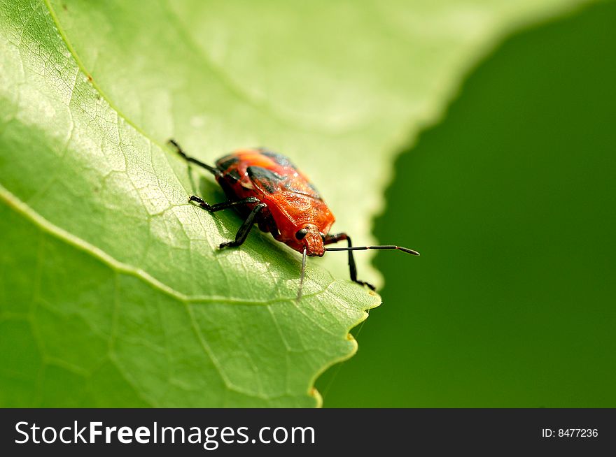 Red bug over green leaf.