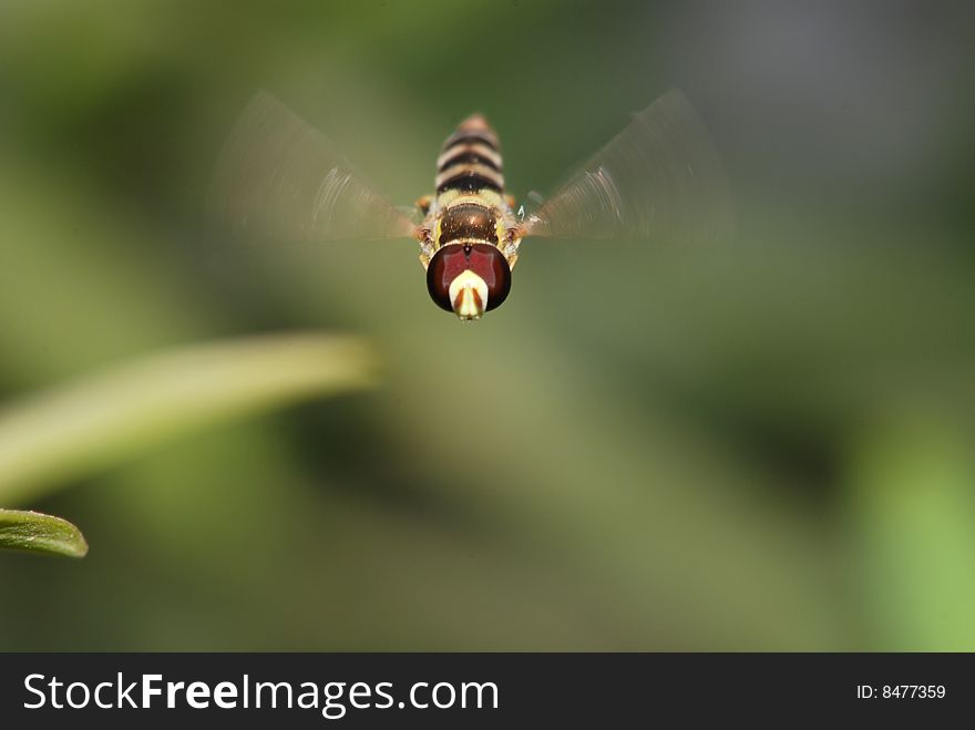 In aerial flight bud musca. Under hot sun industrious practical training bud musca. In aerial flight bud musca. Under hot sun industrious practical training bud musca.