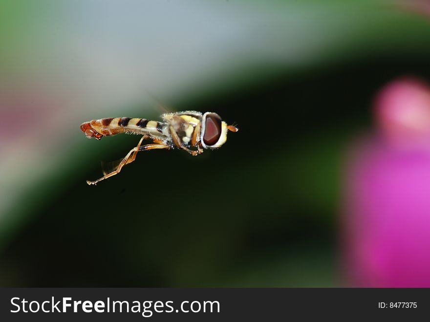 In aerial flight bud musca. Under hot sun industrious practical training bud musca. In aerial flight bud musca. Under hot sun industrious practical training bud musca.