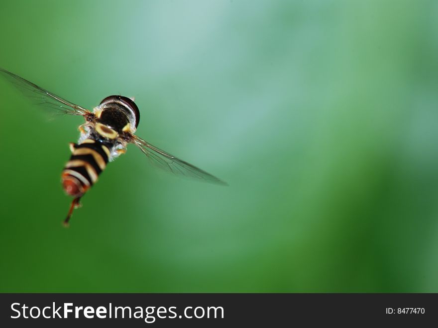 In aerial flight bud musca. Under hot sun industrious practical training bud musca. In aerial flight bud musca. Under hot sun industrious practical training bud musca.