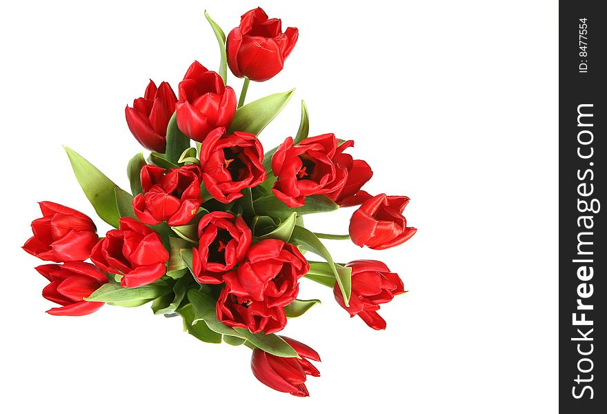 Bunch of red tulips on white background